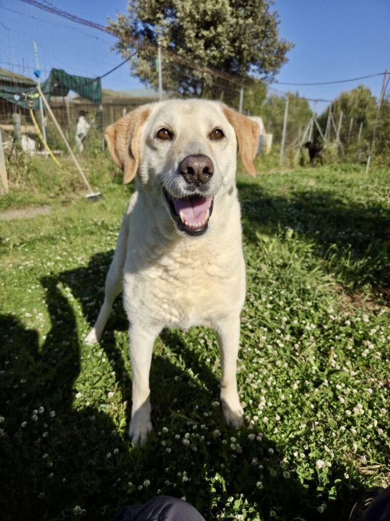Pietrina, cagnolina in adozione al Rifugio Gli Amici di Susy in Sardegna