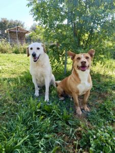 Cani ospitati al Rifugio Gli Amici di Susy