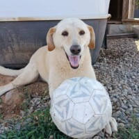 Pietrina mentre gioca nel rifugio, cane dolce e socievole in adozione