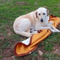 Pietrina rilassata nel rifugio, cane tranquillo in cerca di casa
