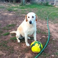 Pietrina durante un momento di gioco nel rifugio prima dell’adozione