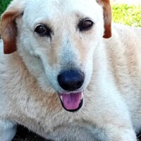 Primo piano di Pietrina, cagnolina affettuosa disponibile per adozione